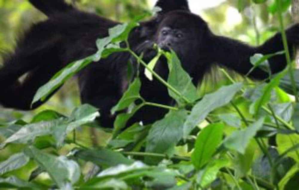 Altun Ha, Cave tubing and Baboon Sanctuary from San Pedro